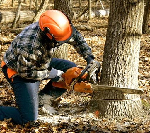 Tree Removal in Mount Victoria, MD